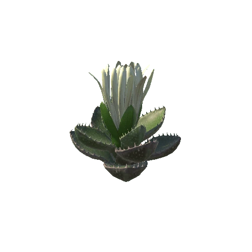 Flower_Faucaria tigrina3 5